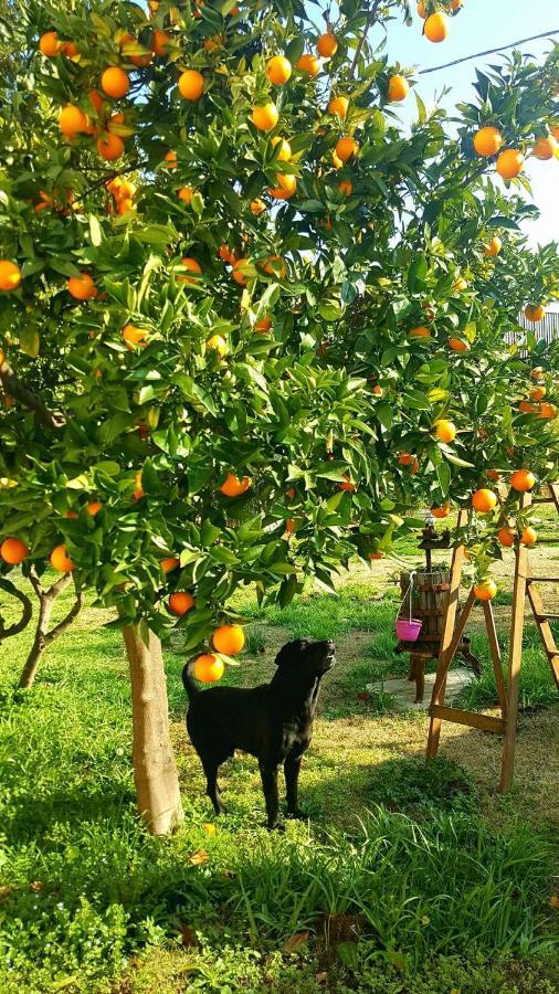 I Tigli Villa Casalbordino Esterno foto